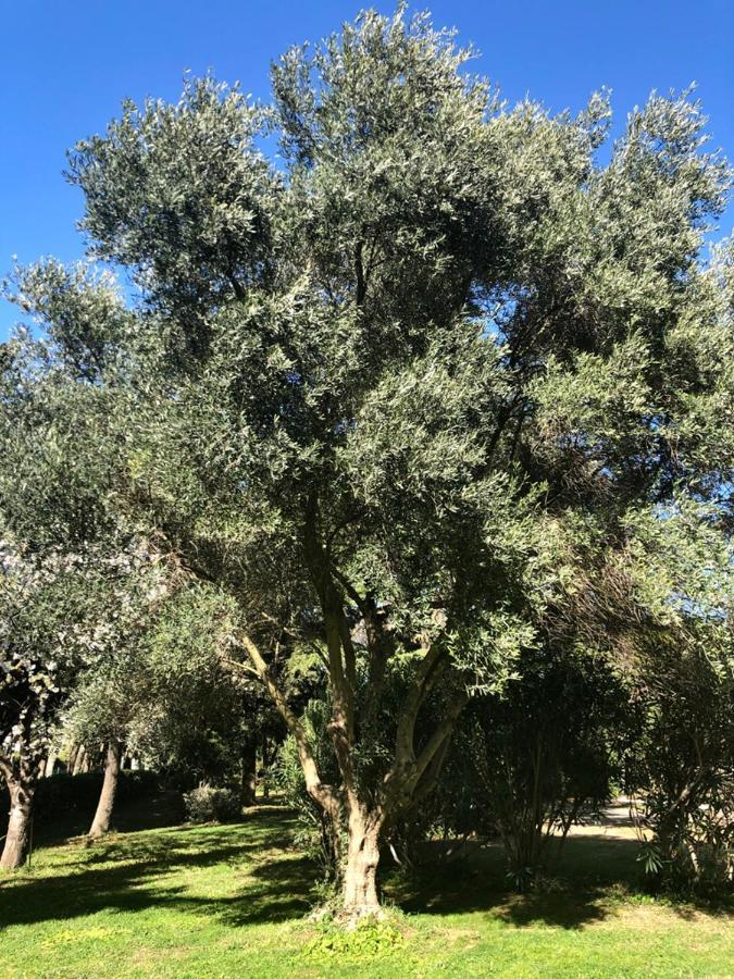 Le Nid Des Corbieres Bed and Breakfast Bizanet Eksteriør billede